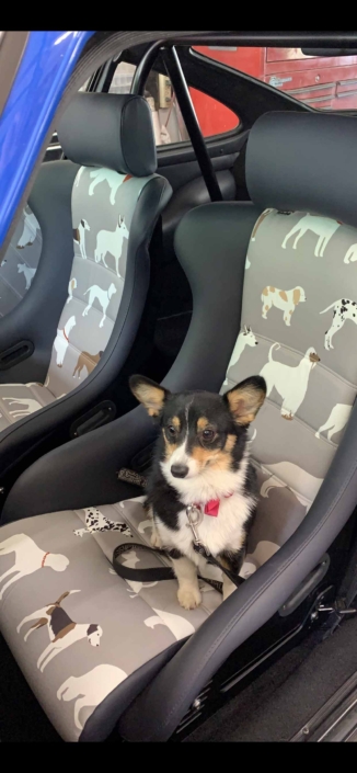 dog sitting in a Custom Built 1988 Porsche 911 Carrera in Acid Blue with Dog fabric interior